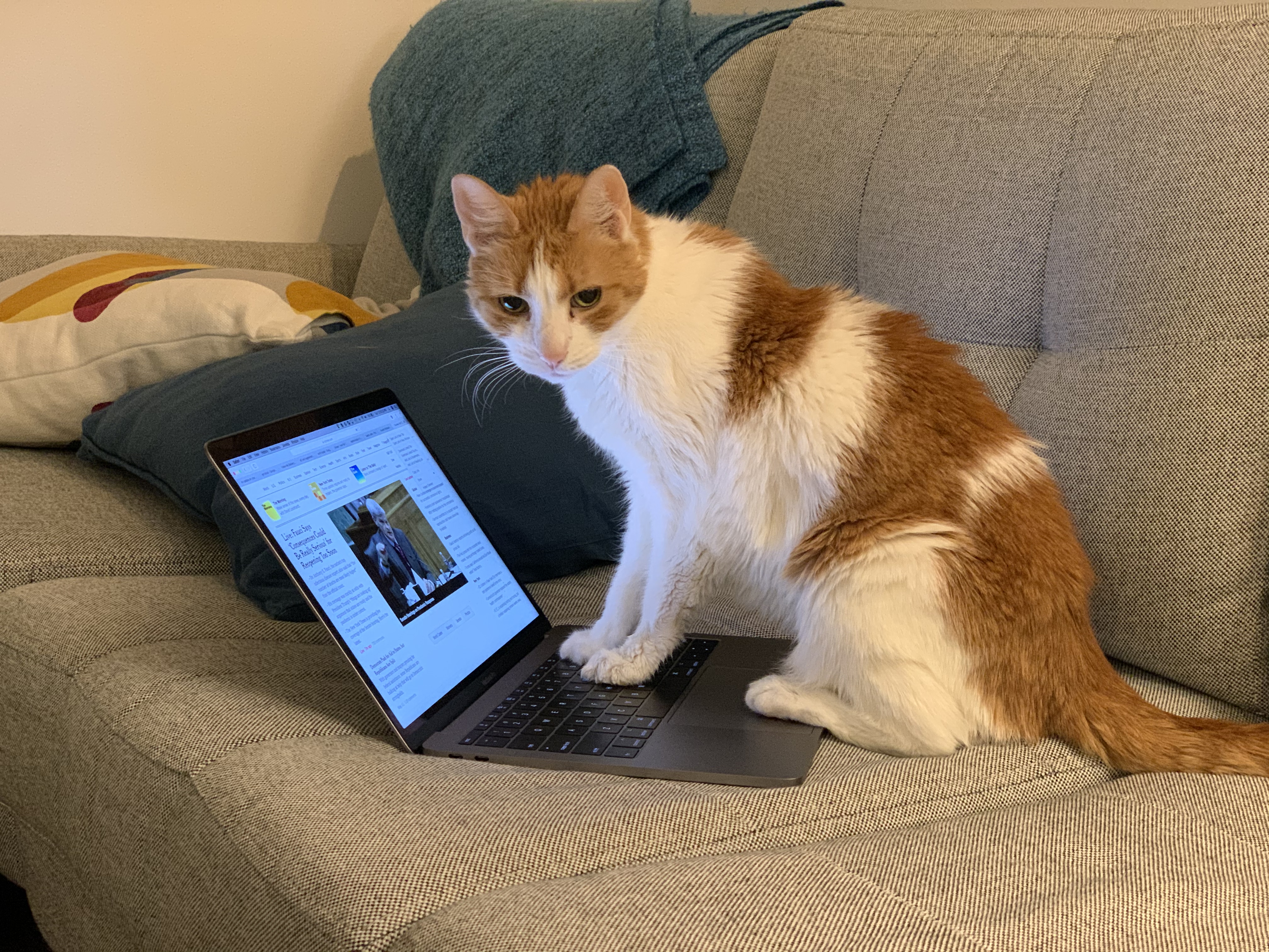 Grandma uses the computer